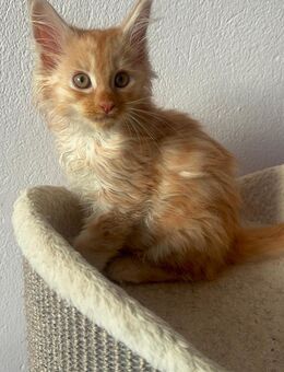 Maine Coon Kitten - Rehburg-Loccum Zentrum