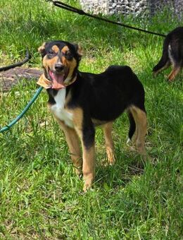 LILLY ein fröhliches soziales 🐕Mädchen♥ - München