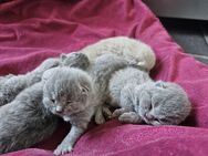 Reinrassige bkh Kitten - Büren