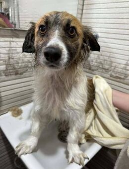 Arya möchte aus Rumänien raus - Blankenheim (Nordrhein-Westfalen)