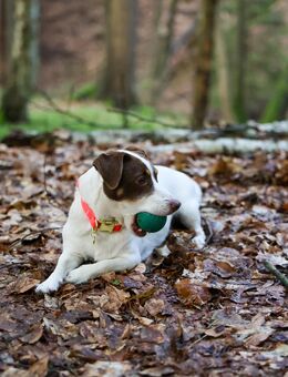 Trollige Jack Russel Terrier Welpen - Weißkeißel