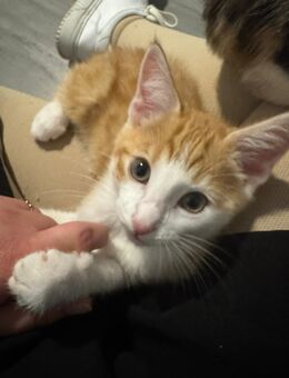 Bengal Kitten (geb.:26.04.2025) - Wetzlar