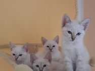 Siamese-Thai Kitten Tabby-Point - Kirchseeon