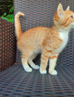 Kätzchen, Kitten, Katzenbaby - Iphofen