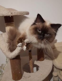 Heilige Birma Kater - Regensburg