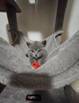 Britich Kurzhaar kitten - Nürnberg