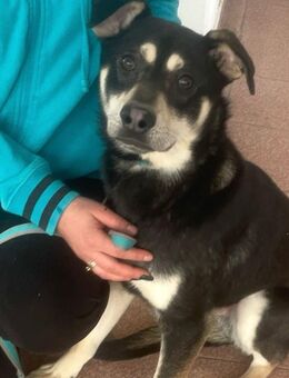 Buddy - Netter Junghund sucht Zuhause - Schlitz