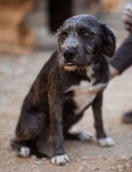 Barak-Mix-Mädl Lidina 💗 jung u. aktiv - Hamburg