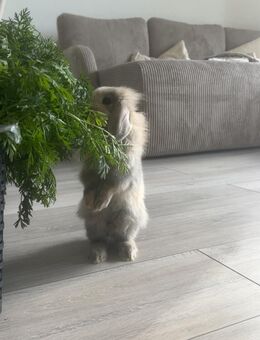 Lola sucht ein neues Zuhause - Gummersbach