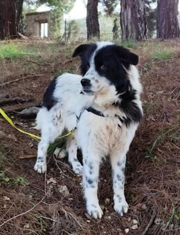 Süße Dotty sucht liebe Familie - Leonberg (Baden-Württemberg)