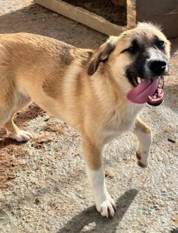 ✨Aspen - gestiefeltes Mädchen ✨ - Eislingen (Fils)