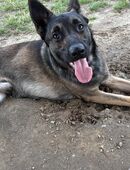 Schäferhund / Malinois Mix sucht neues Zuhause in 13057