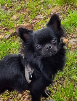 Chihuahua mit Papieren - Nesse-Apfelstädt