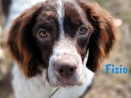 Fisio menschenbezogener Spaniel 11/20 ES - Ruppertsecken