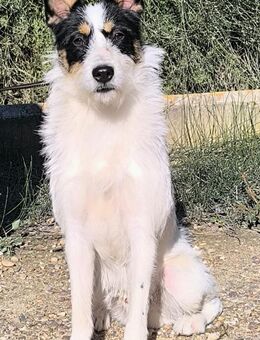 Gaton - freundlich und sozial - Heppenheim (Bergstraße)