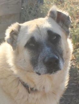 Romero, geb. ca. 12/2021, GRIECHENLAND - Markdorf