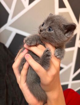 BKH Siam Mix Kitten - Stadthagen Zentrum