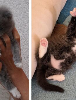 Zwei reinrassige Ragdoll-Kitten suchen ein liebevolles Zuhause - Königsbrunn