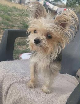 Mini Yorki Hündin sucht Familie - Schlitz