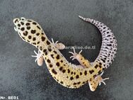 Leopardgecko Männchen Weibchen 2022 + 2023 - Berlin