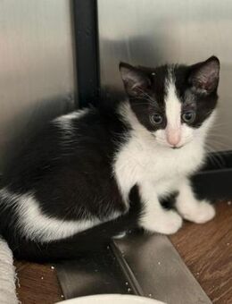 Salty träumt von einem eigenen Zuhause! - Waakirchen