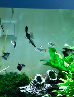 Aquarium 320l Fluval mit Außenfilter und Besatz Südamerika mit Skalaren - Vellmar Zentrum