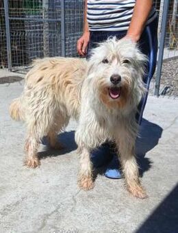 Stella von kettenlos - Bollingstedt