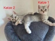 Reinrassige BKH Kitten silver tabby - Marburg