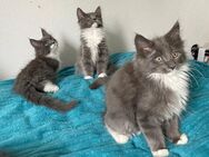 XXL Maine Coon Kitten suchen neues liebevolles Zuhause - Göppingen