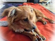 Kleiner Rick ❤️ sucht liebevolles Zuhause - Hage