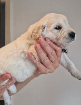 Wunderschöne Golden Retriever Welpen - Gaggenau