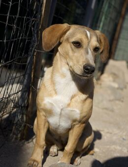 Lucy-freundlich und aktiv - Haan