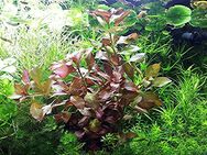 Rotgrüne Ludwigie, Aquarienpflanze, Versand/ Abholung - Mechernich