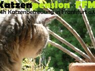 Feine 24h Katzenbetreuung in Frankfurt . private Katzenpension FFM - Frankfurt (Main)