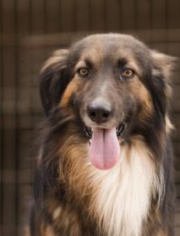 Bogo💗ungeschliffener Schatz auf 4Pfoten - Hamburg