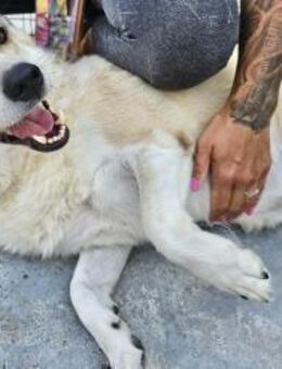 LOTTI sucht ein liebevolles Zuhause - Weilheim (Oberbayern)