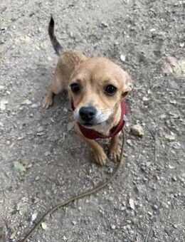 Tolle Dackel/Chihuahua Hündin Lilou# - Essen