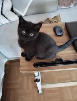 Bkh kitten reinrassige abholbereit - Siegen (Universitätsstadt)