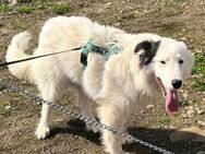 💜🐾 Fröhliche junge Bailey 🐾 - Eislingen (Fils)