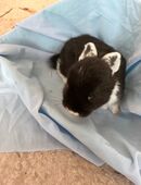 Kaninchen Mini-Lop in 37176