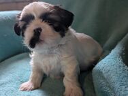 Shih Tzu Mädchen Maui/ RESERVIERT - Seeland Gatersleben