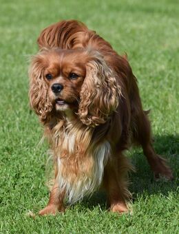 Erwachsene Cavalier King Charles Hündin - Burtenbach