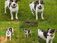 Jack Russel Pepsi sucht ein Zuhaue - Vacha