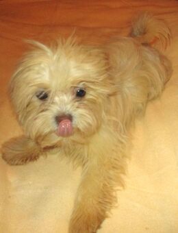 Cremefarbener Havaneser Malteser Welpe abgabebereit - Rüde - Lamspringe