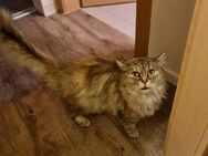 Norwegische Waldkatze/Hauskatzen Mix - Moritzburg