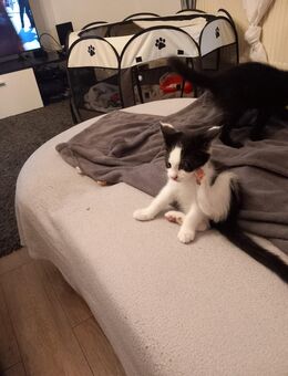 Kleine kätzen abzugeben - Reutlingen