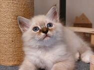 Heilige birma kitten - Marl (Nordrhein-Westfalen)