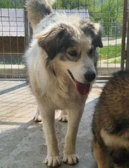 Cinderella sucht ihr zu Hause - Ludwigshafen (Rhein)