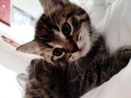 Zuckersüße Katzenbabys suchen ein Zuhause ❤️❤️❤️ - Könnern Zentrum