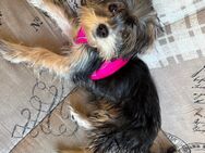 Yorkshire Terrier Welpen - Hanau (Brüder-Grimm-Stadt) Innenstadt